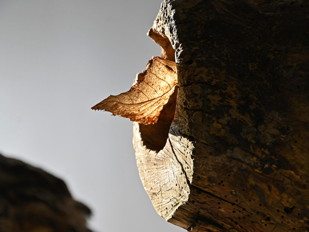 anatomie d’une écorce